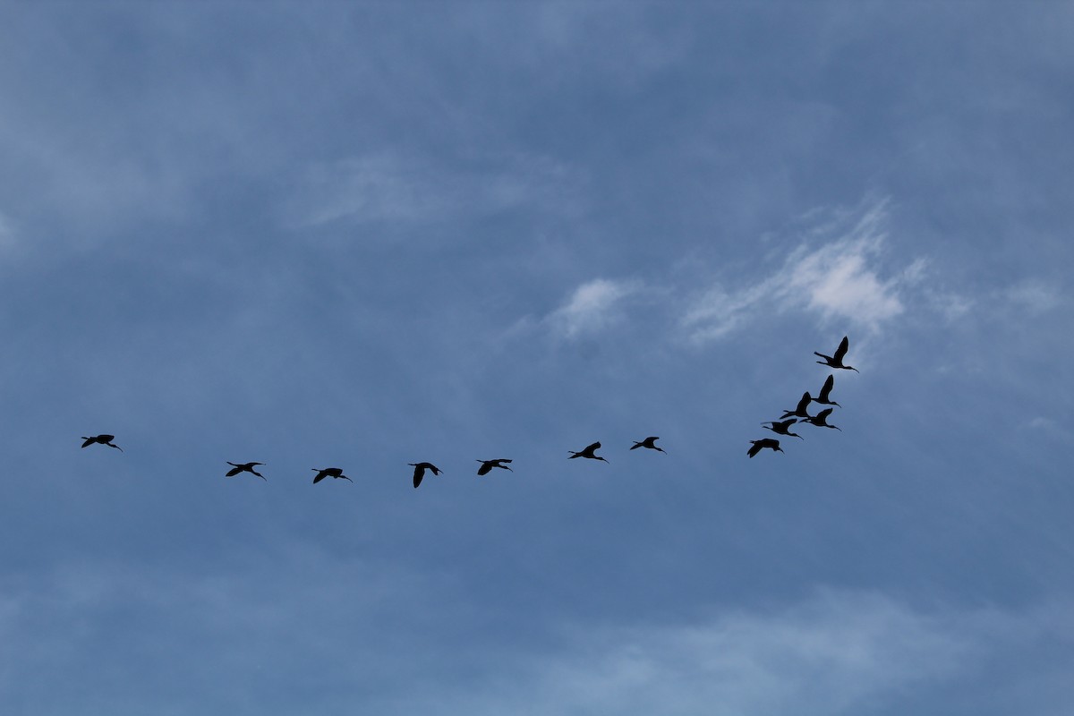 Bare-faced Ibis - ML644491416