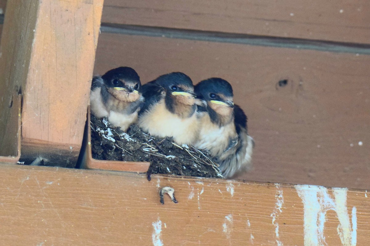 Barn Swallow - ML644491432