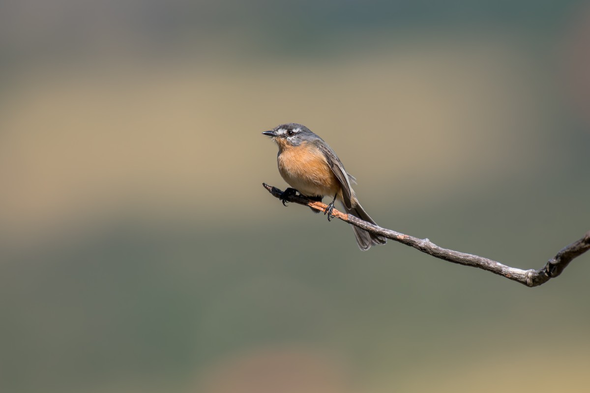 Gray-backed Tachuri - ML644491437
