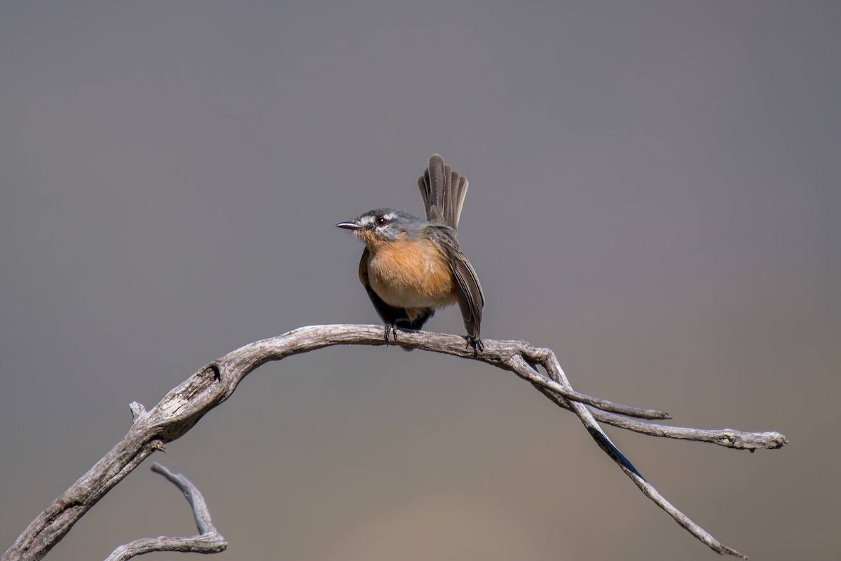 Gray-backed Tachuri - ML644491438