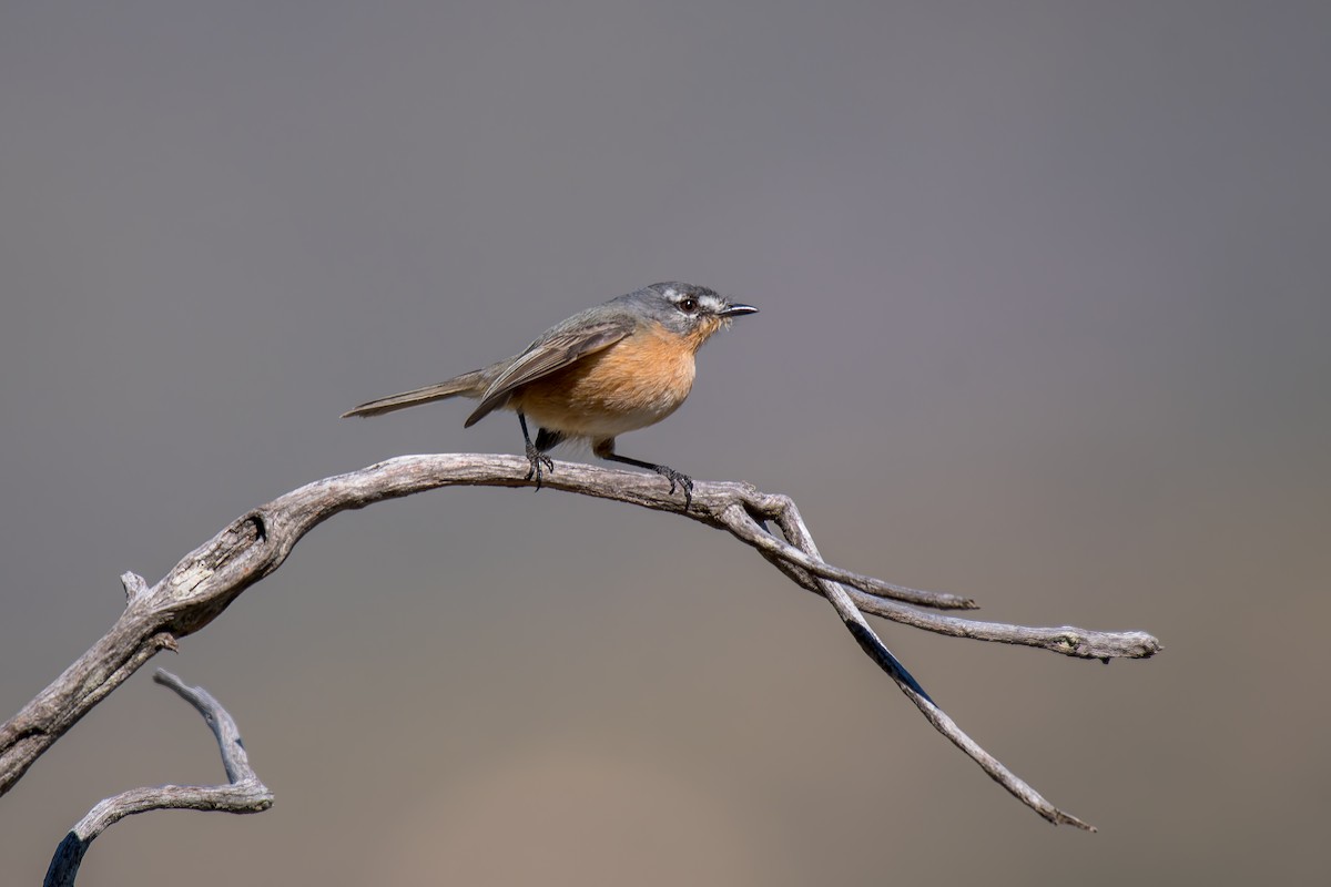 Gray-backed Tachuri - ML644491439
