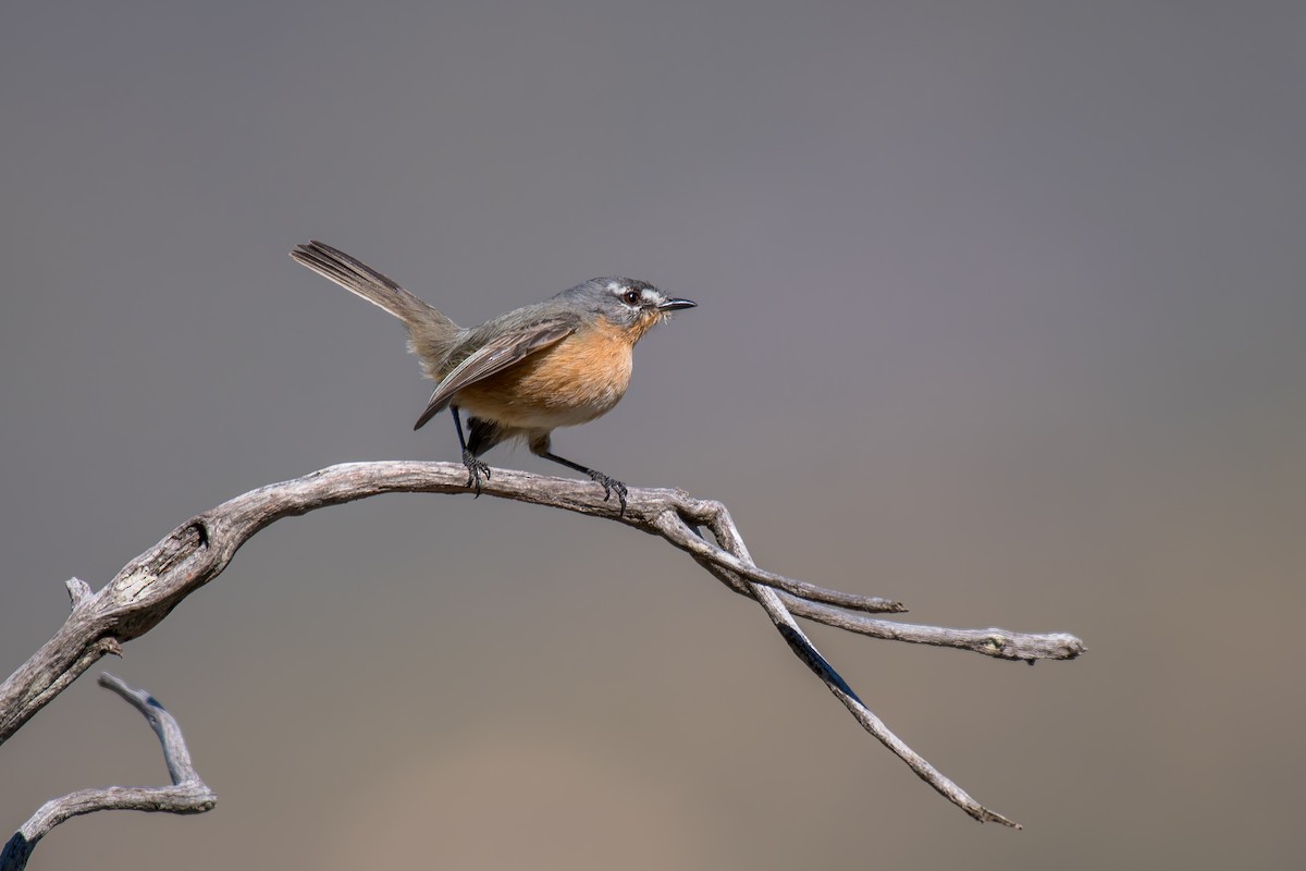Gray-backed Tachuri - ML644491440
