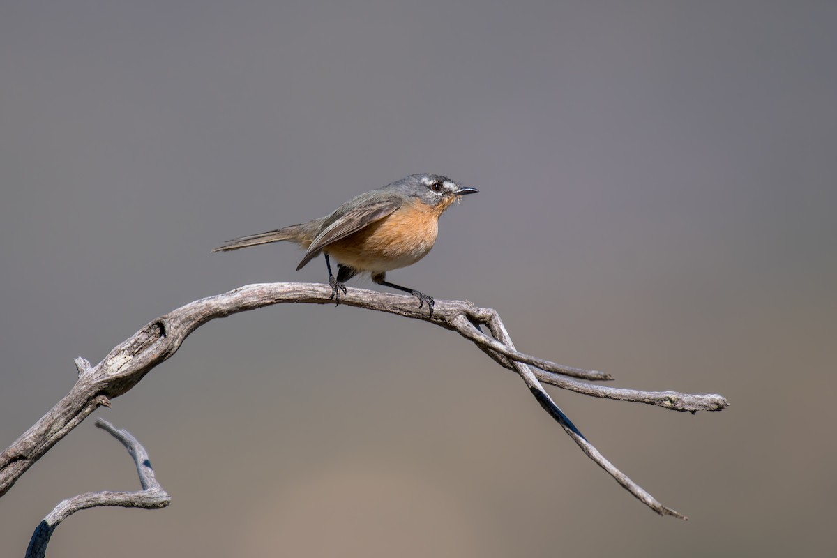 Gray-backed Tachuri - ML644491441