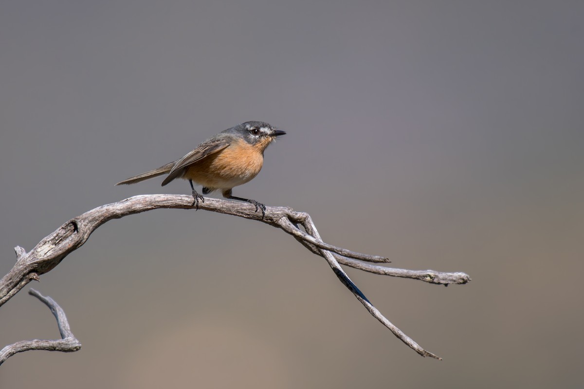 Gray-backed Tachuri - ML644491442