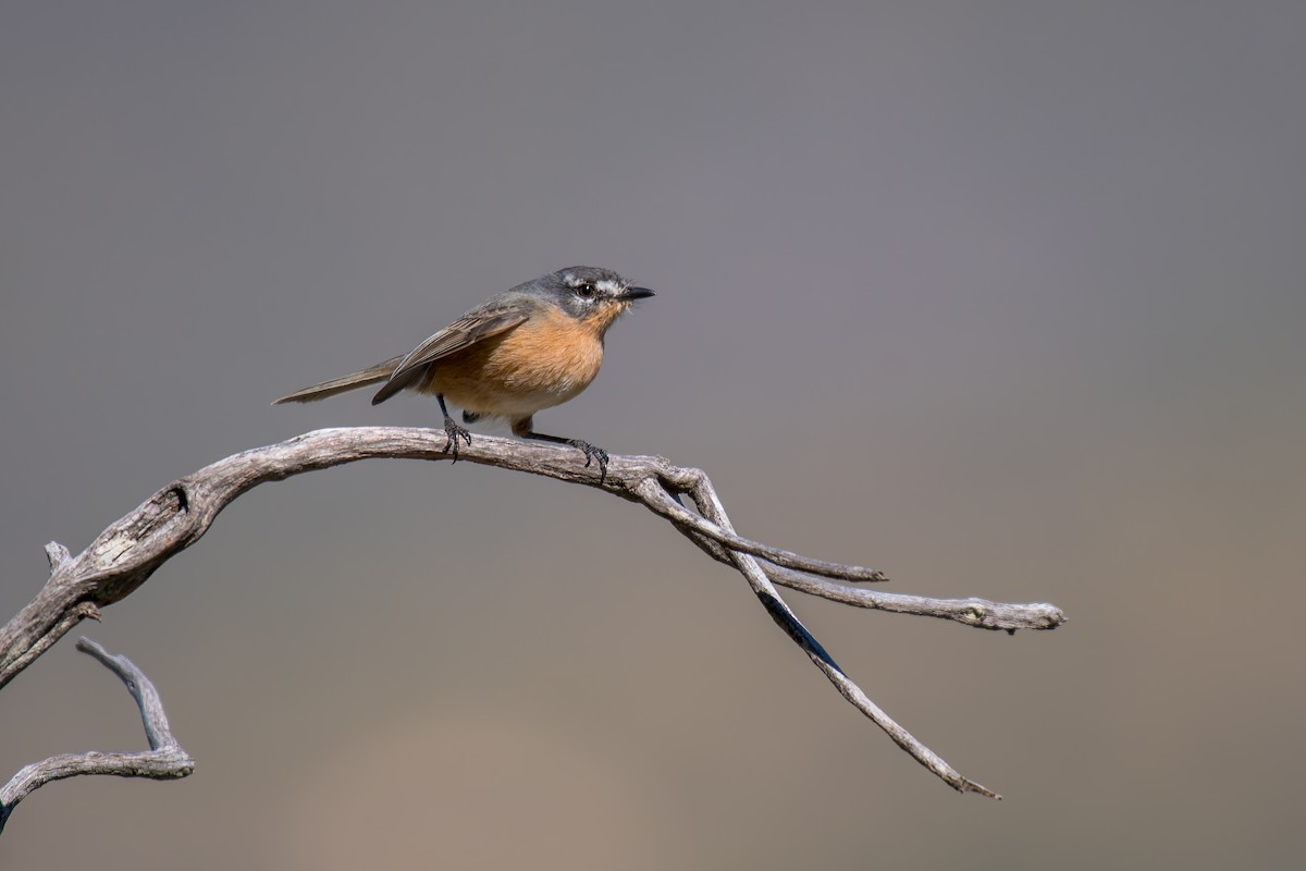 Gray-backed Tachuri - ML644491443
