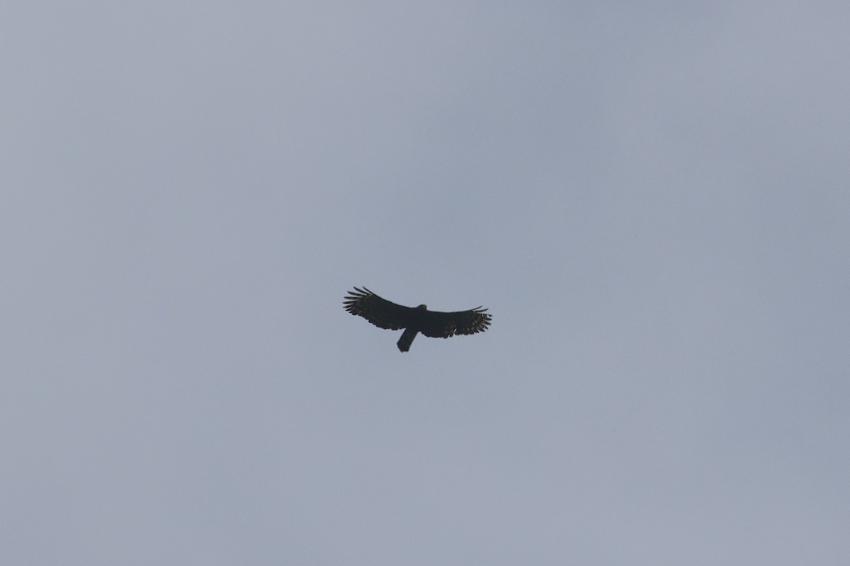 Kara Atmaca Kartalı - ML644491444