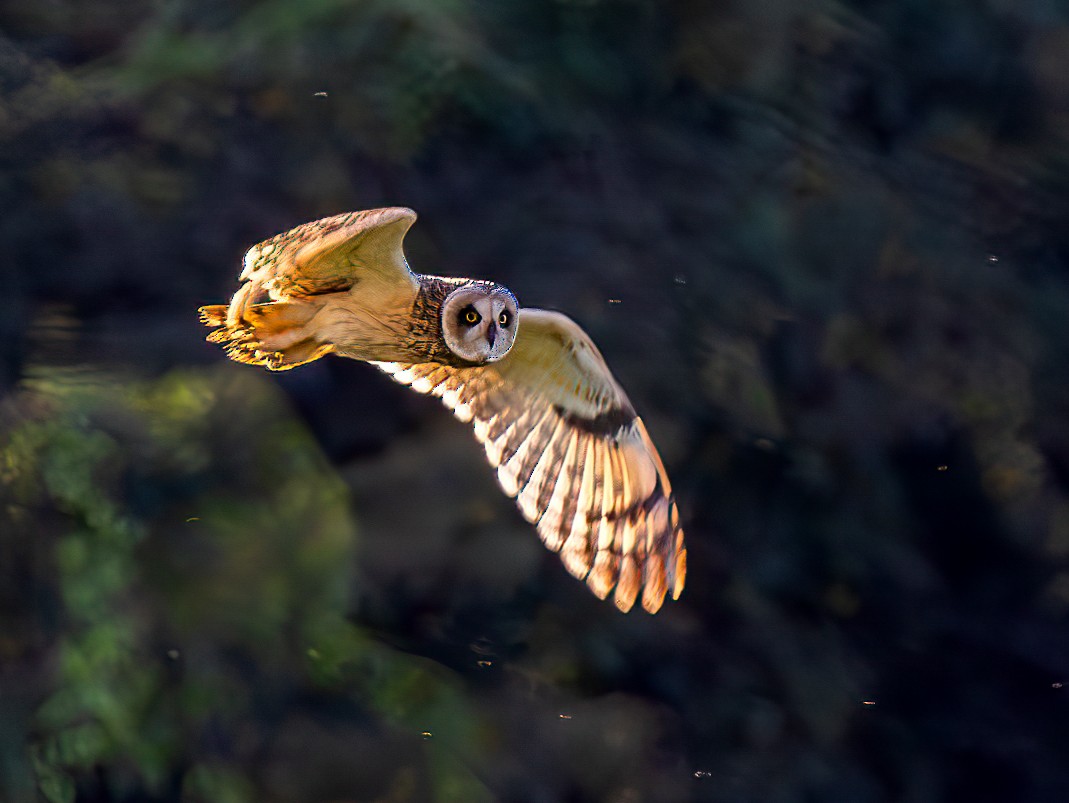 Short-eared Owl - ML644491446
