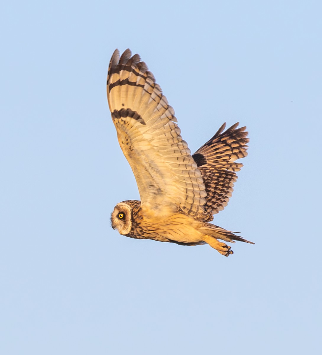 Short-eared Owl - ML644491447