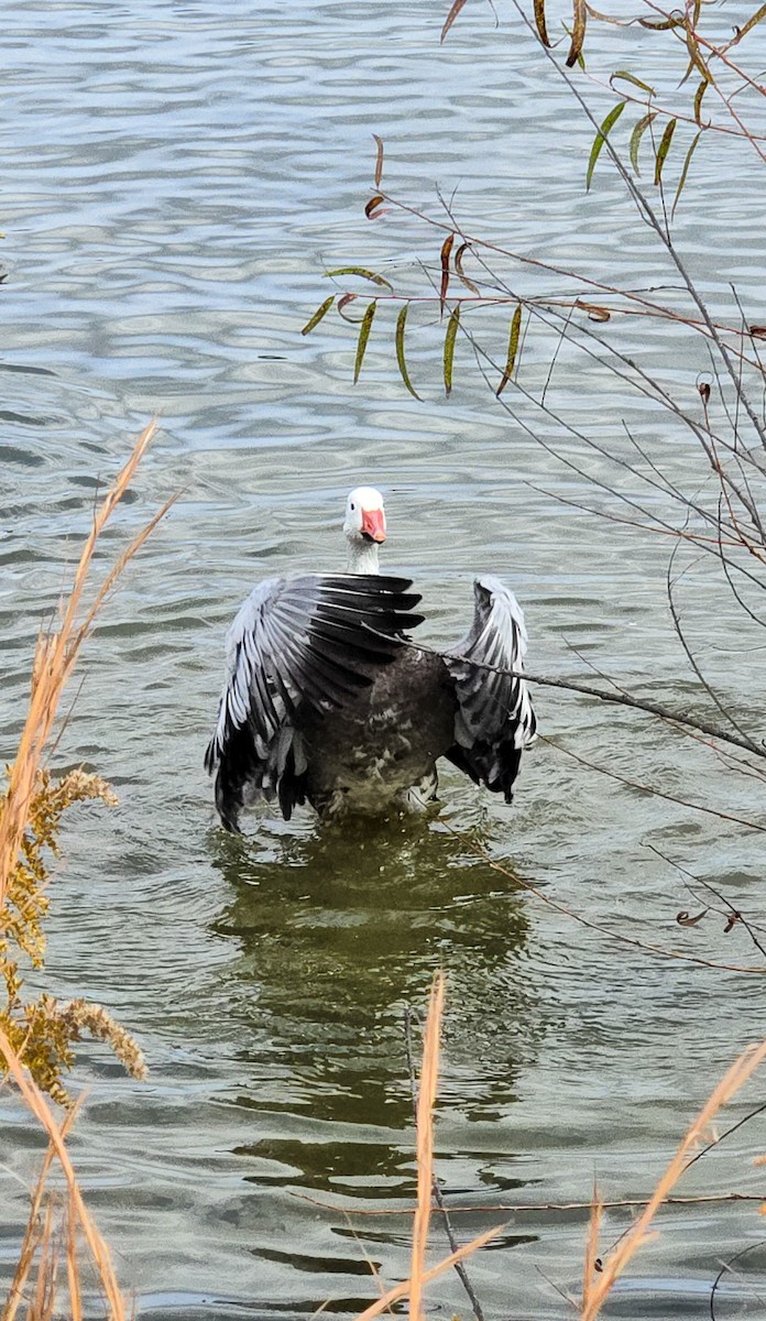 Цасны галуу - ML644491452