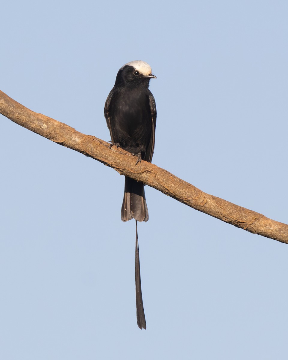 Long-tailed Tyrant - ML644491453