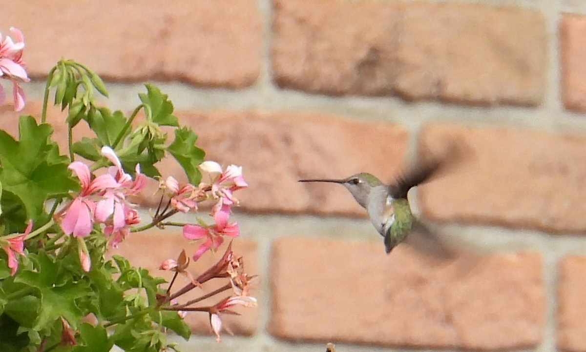 kalypta černobradá - ML644491455