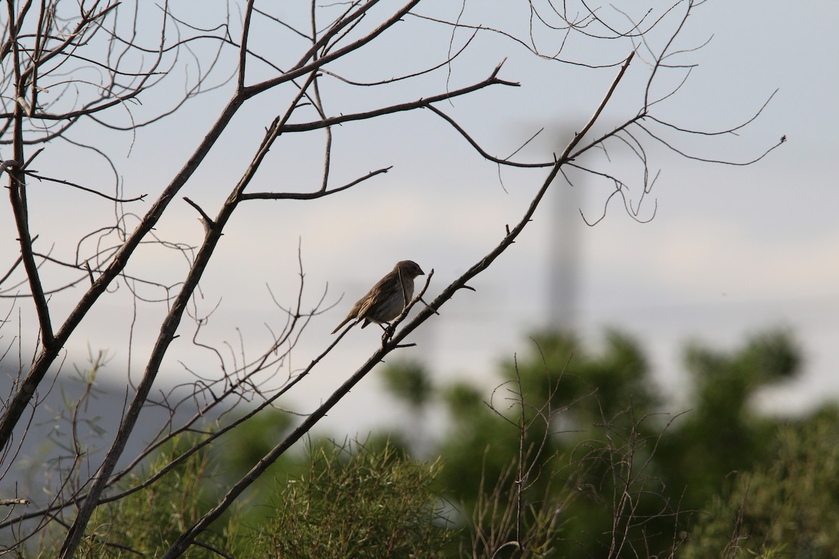 Saffron Finch - ML644491456