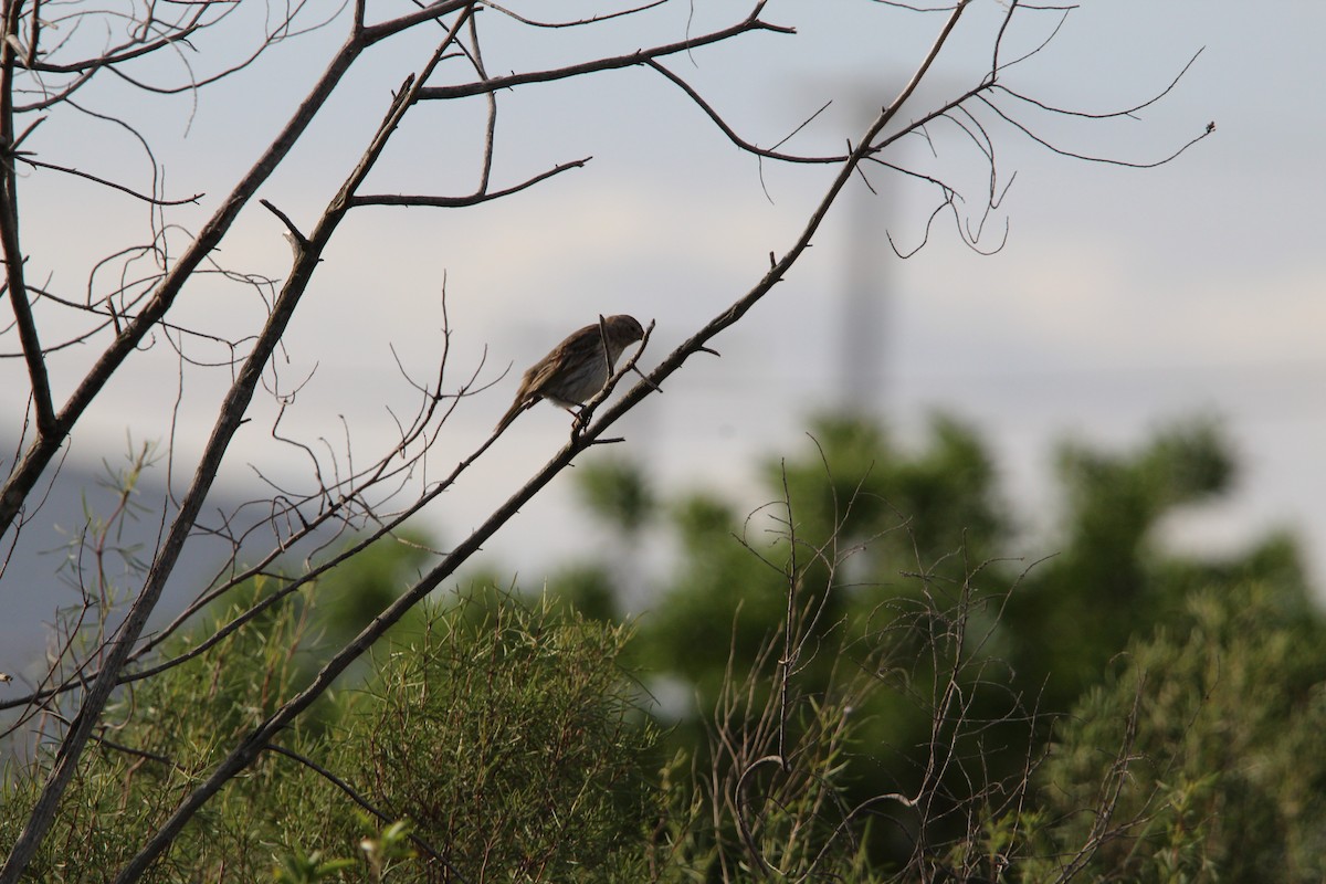 Saffron Finch - ML644491457