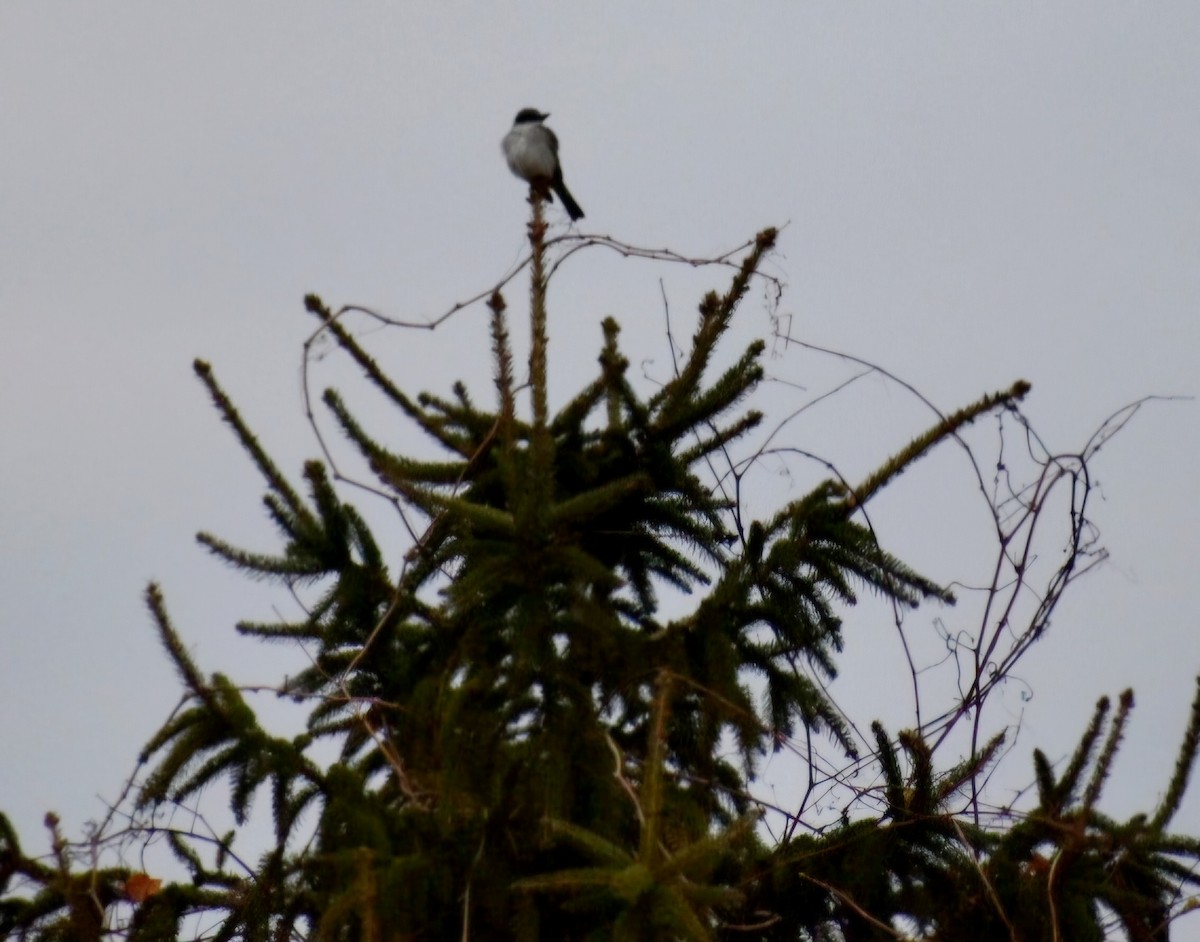 Gray Kingbird - ML644491464