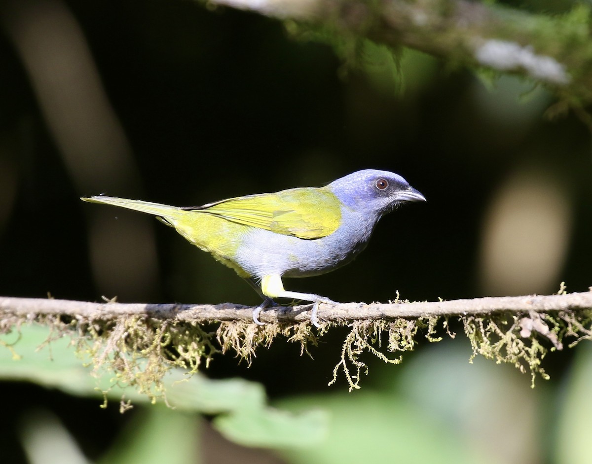 Blue-capped Tanager (Blue-capped) - ML644491465