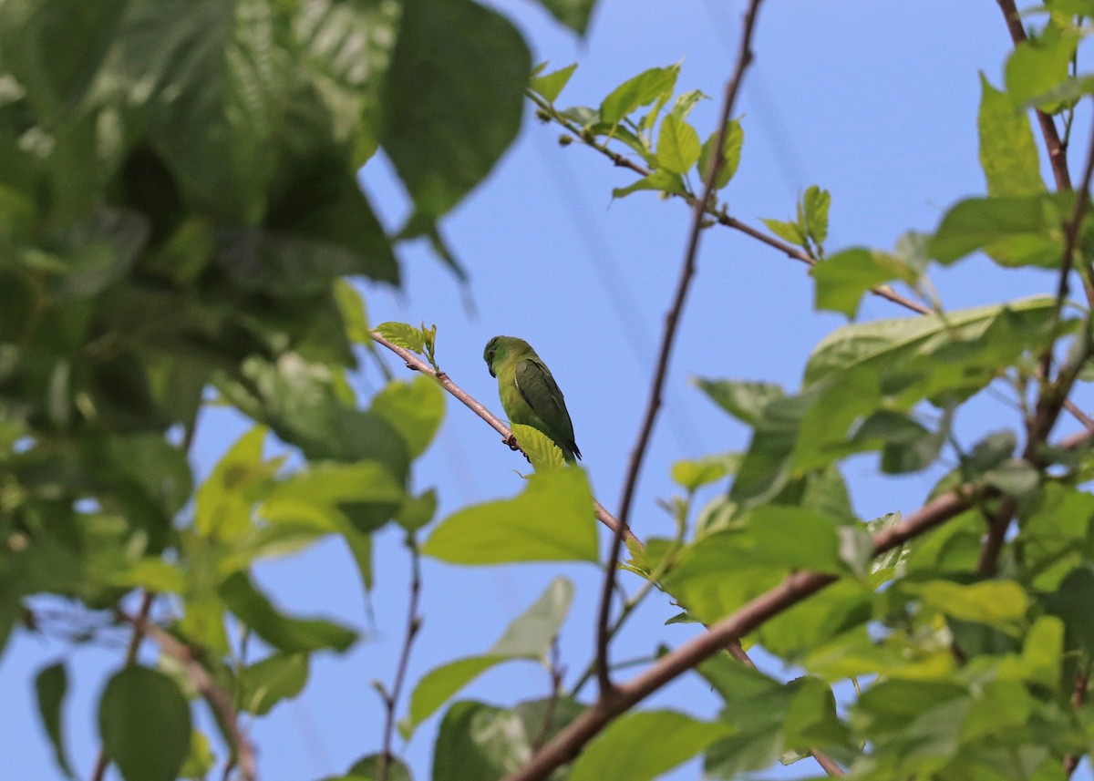 Dusky-billed Parrotlet - ML644491481
