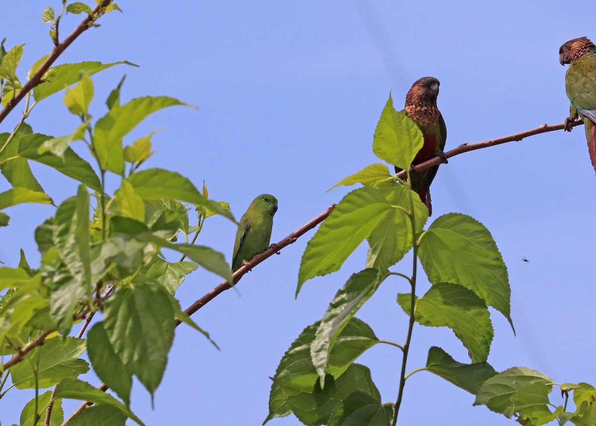 Dusky-billed Parrotlet - ML644491482