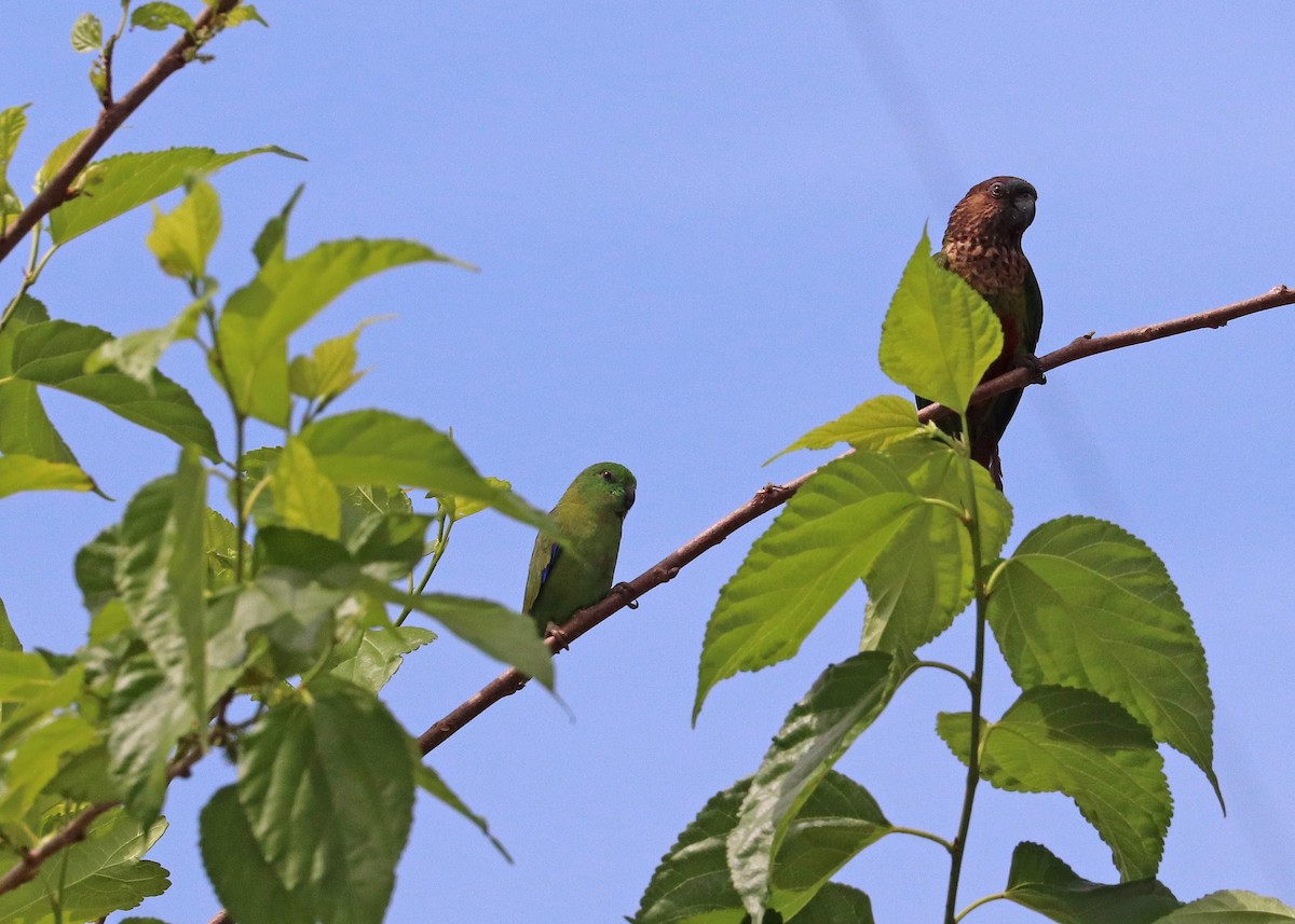Dusky-billed Parrotlet - ML644491483