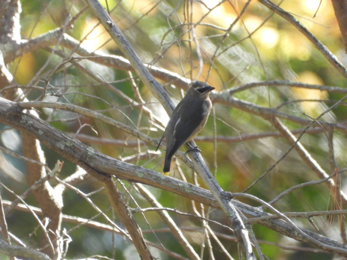 Cedar Waxwing - ML644491484