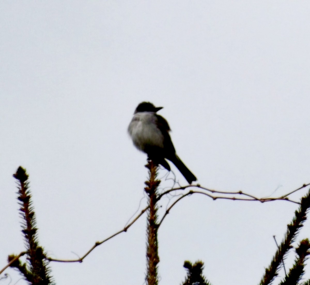 Gray Kingbird - ML644491488