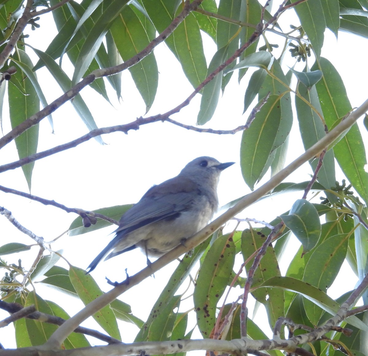 Gri Islıkçıardıç - ML644491493