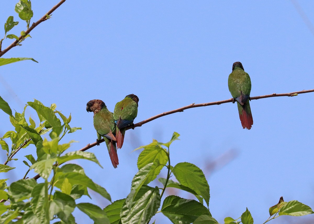 pyrura paráský - ML644491496