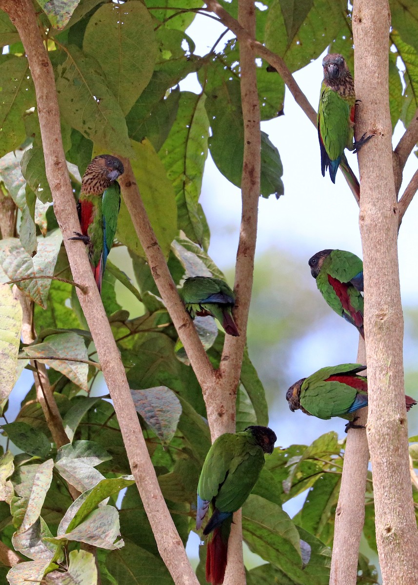 pyrura paráský - ML644491497