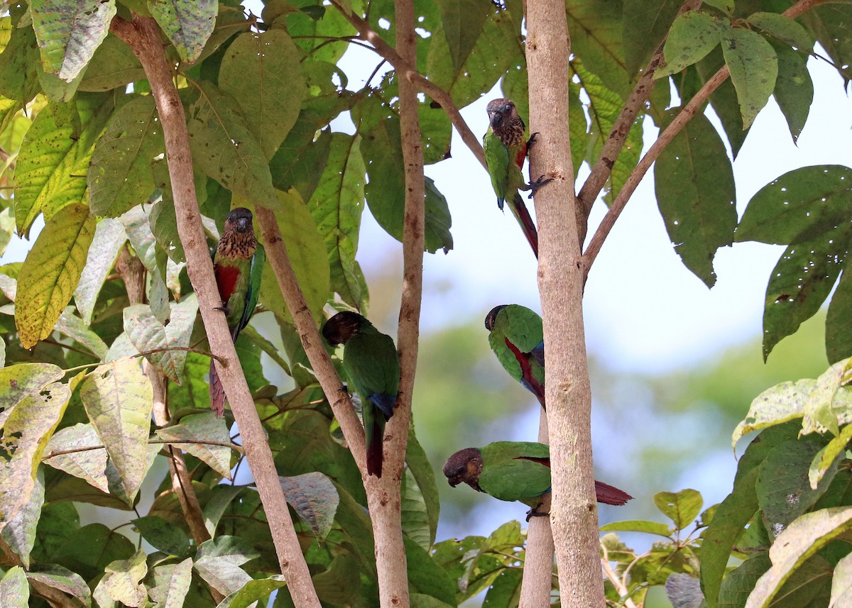 pyrura paráský - ML644491498