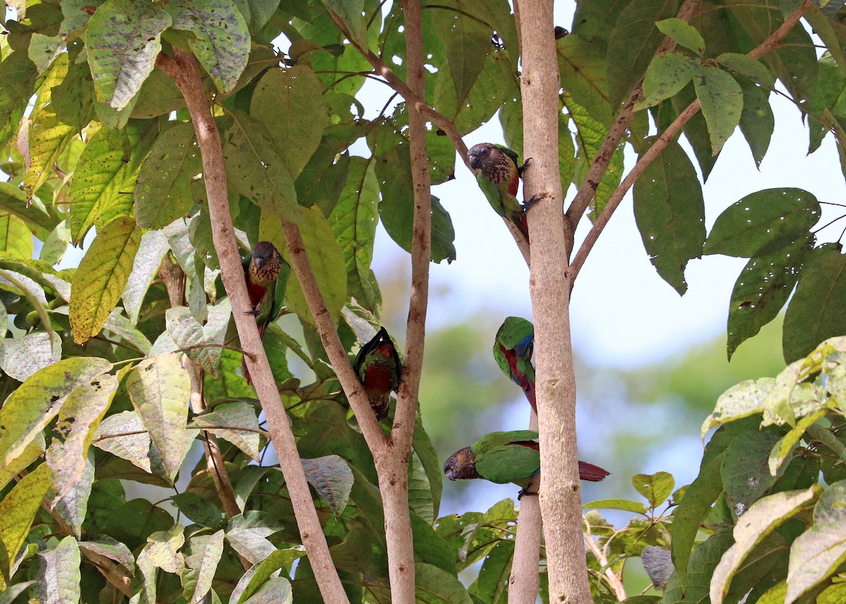 pyrura paráský - ML644491499