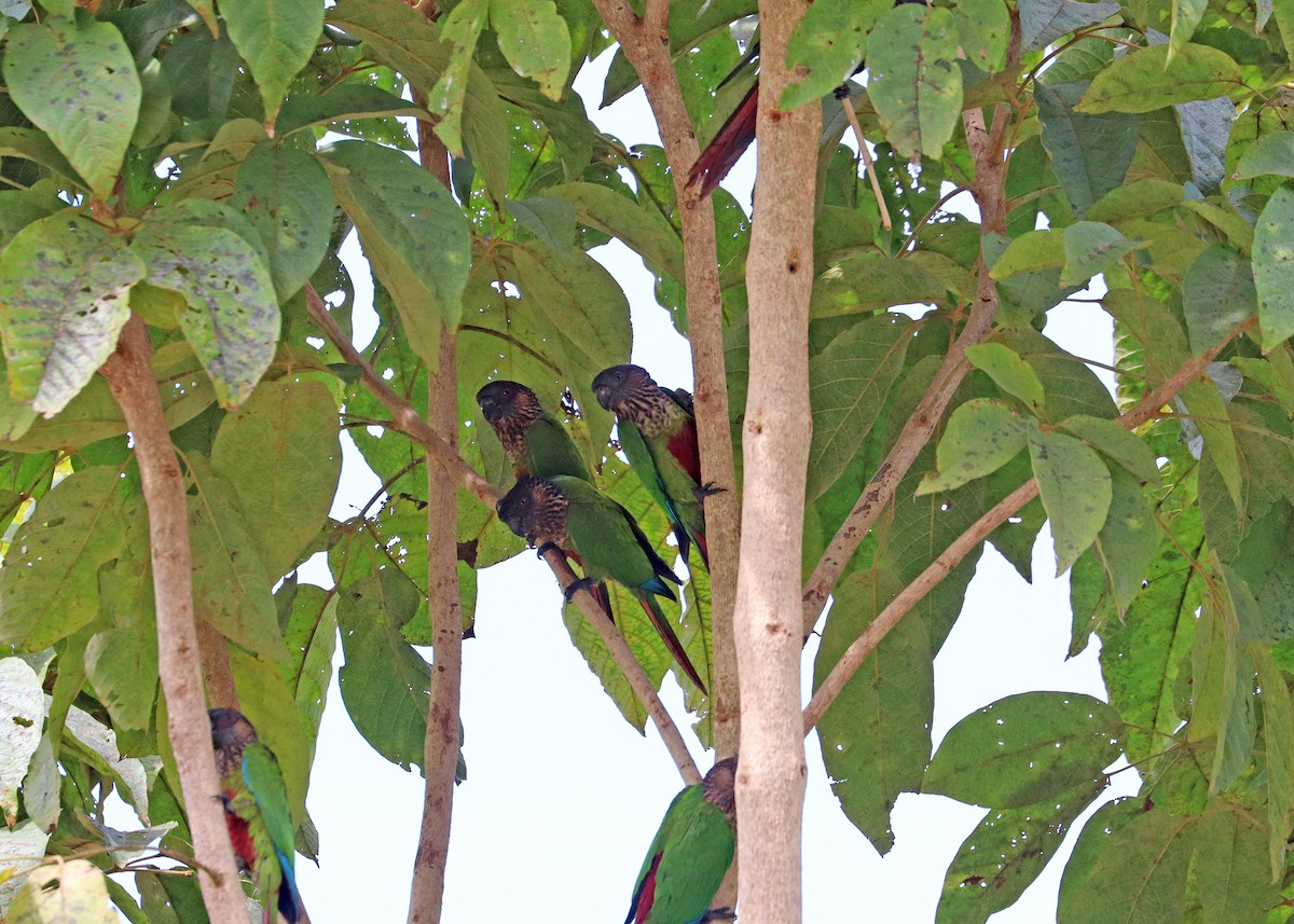 pyrura paráský - ML644491500