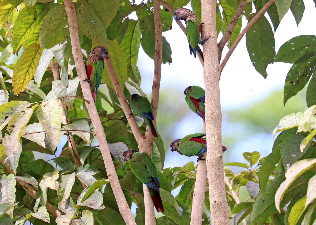 pyrura paráský - ML644491501