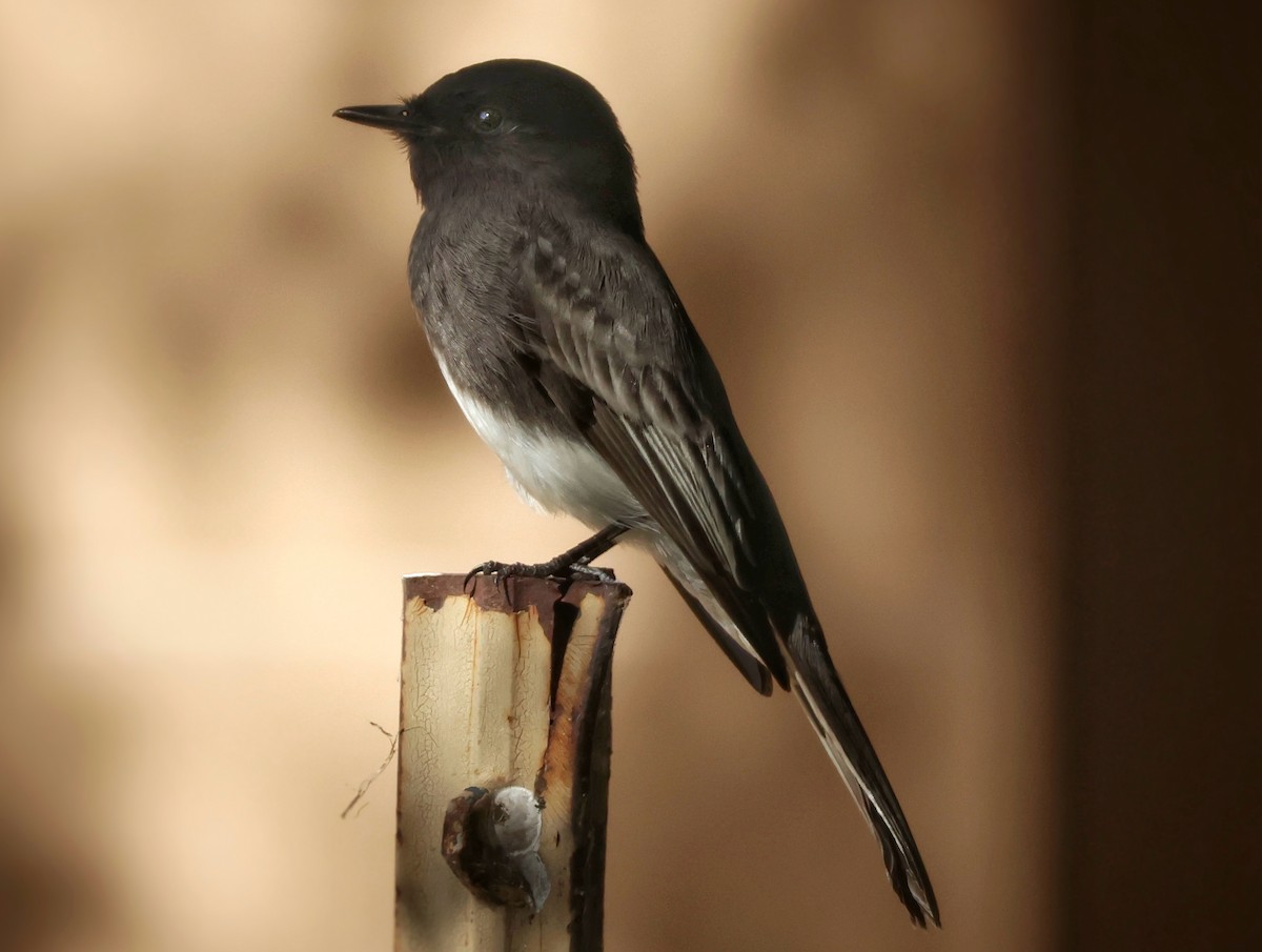 Black Phoebe - ML644491508