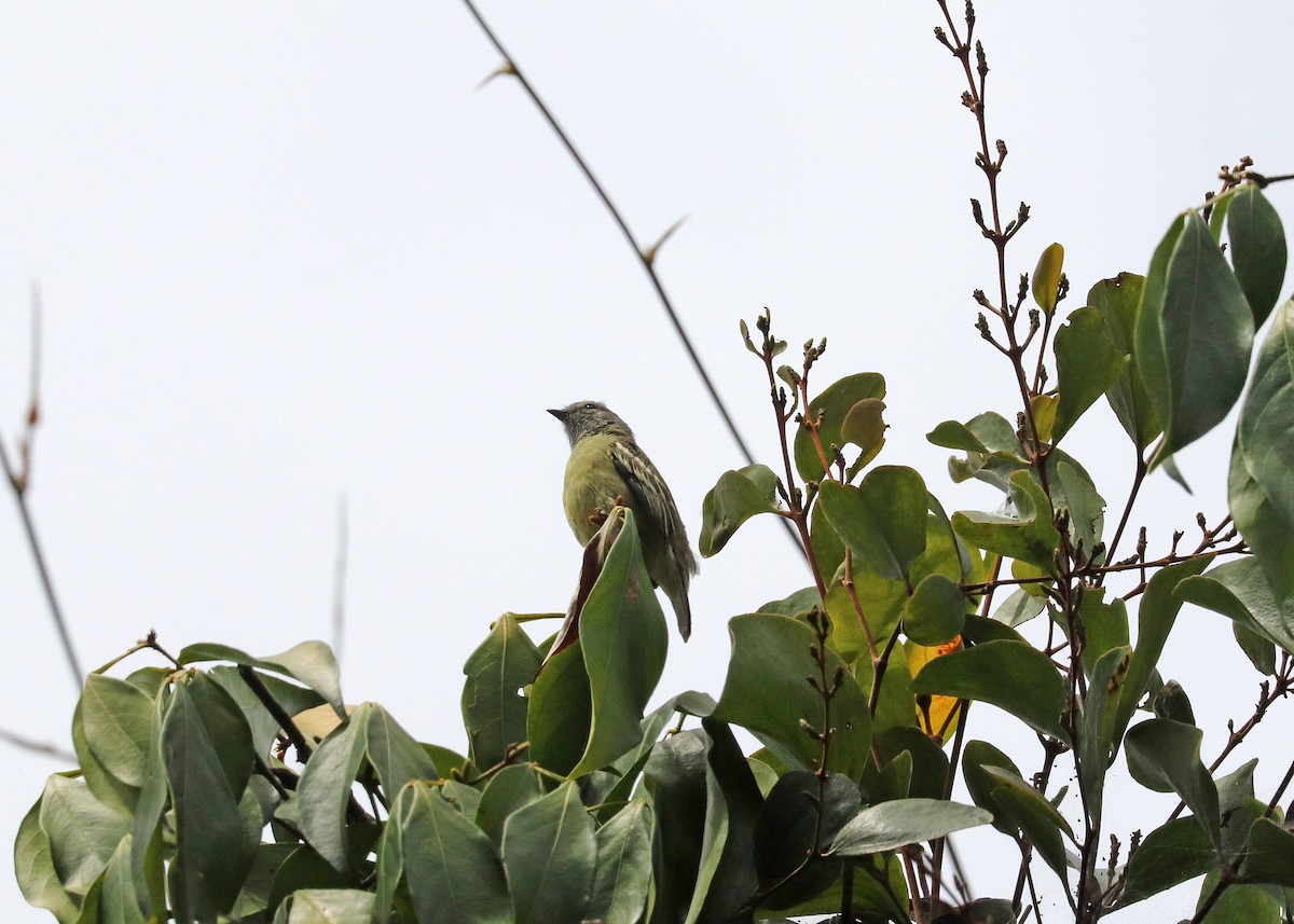 Yellow-crowned Tyrannulet - ML644491513