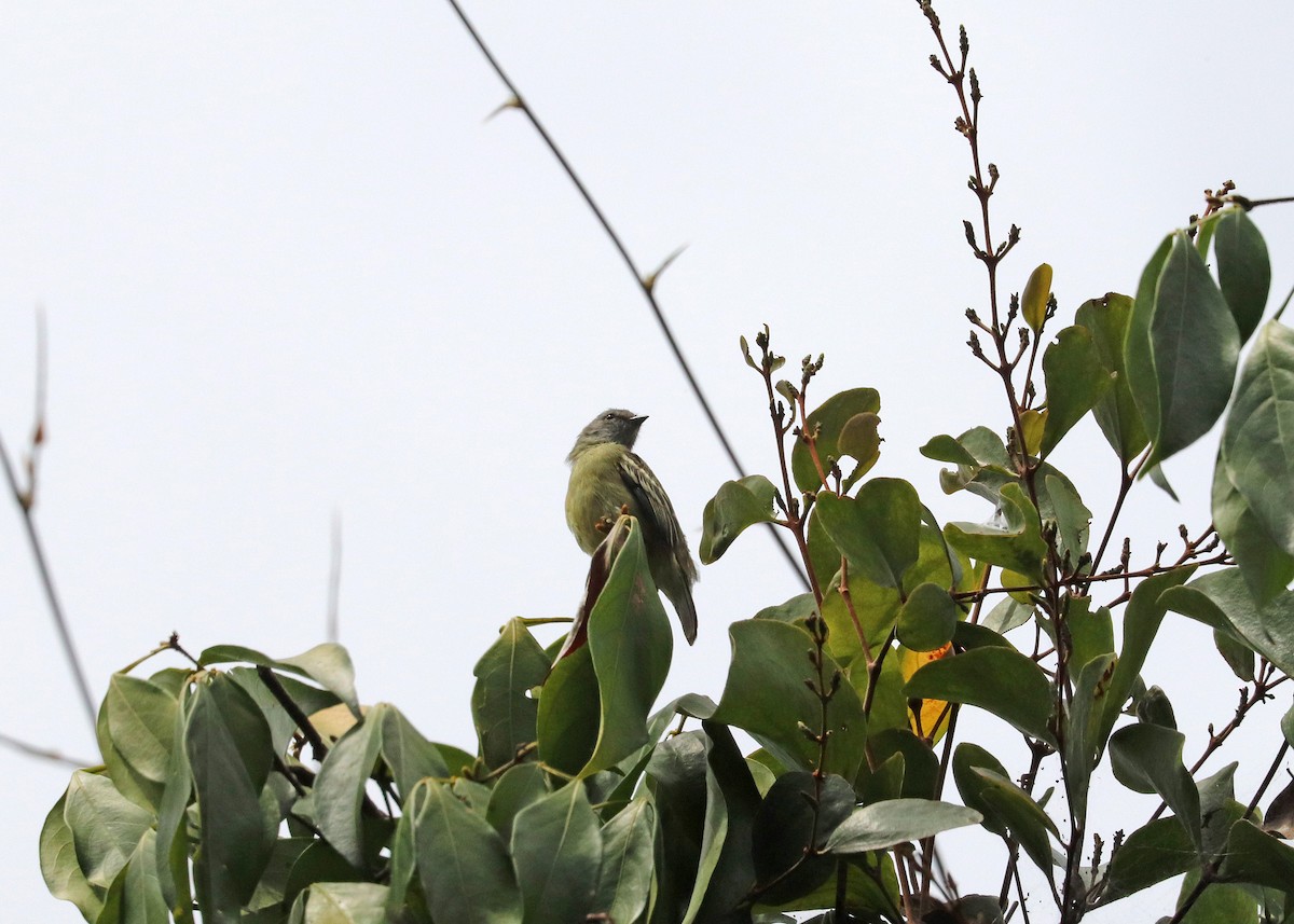 Yellow-crowned Tyrannulet - ML644491514