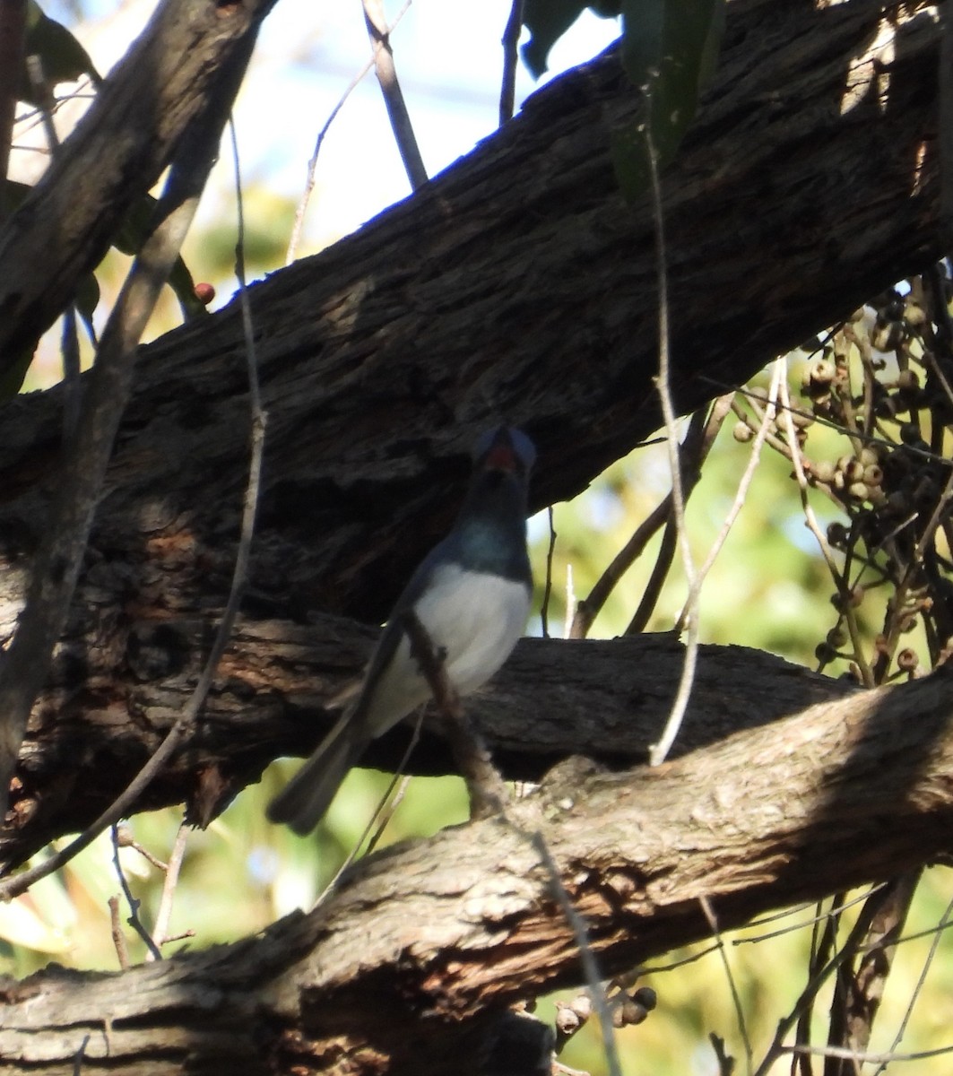 Leaden Flycatcher - ML644491523
