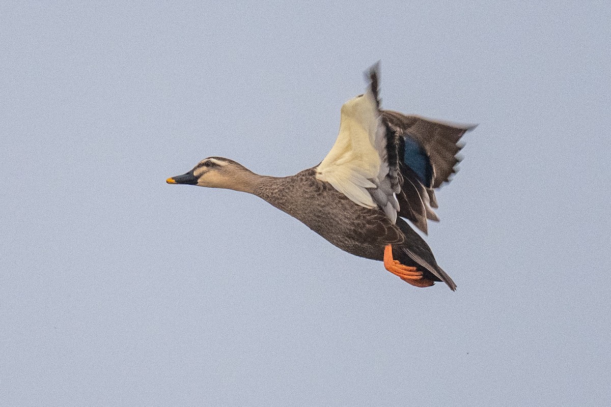 カルガモ - ML644491530