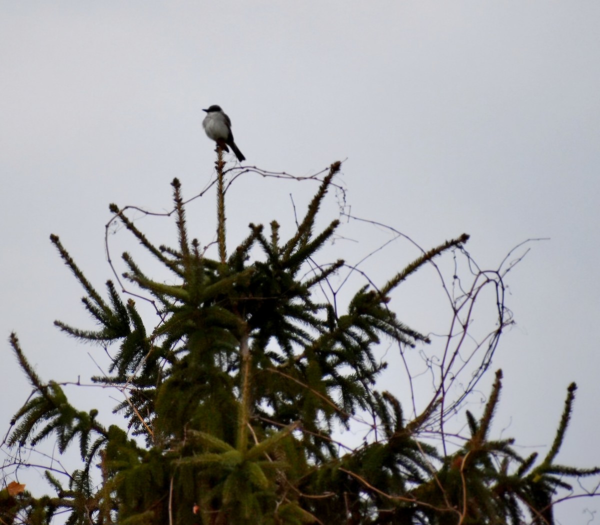 Gray Kingbird - ML644491534