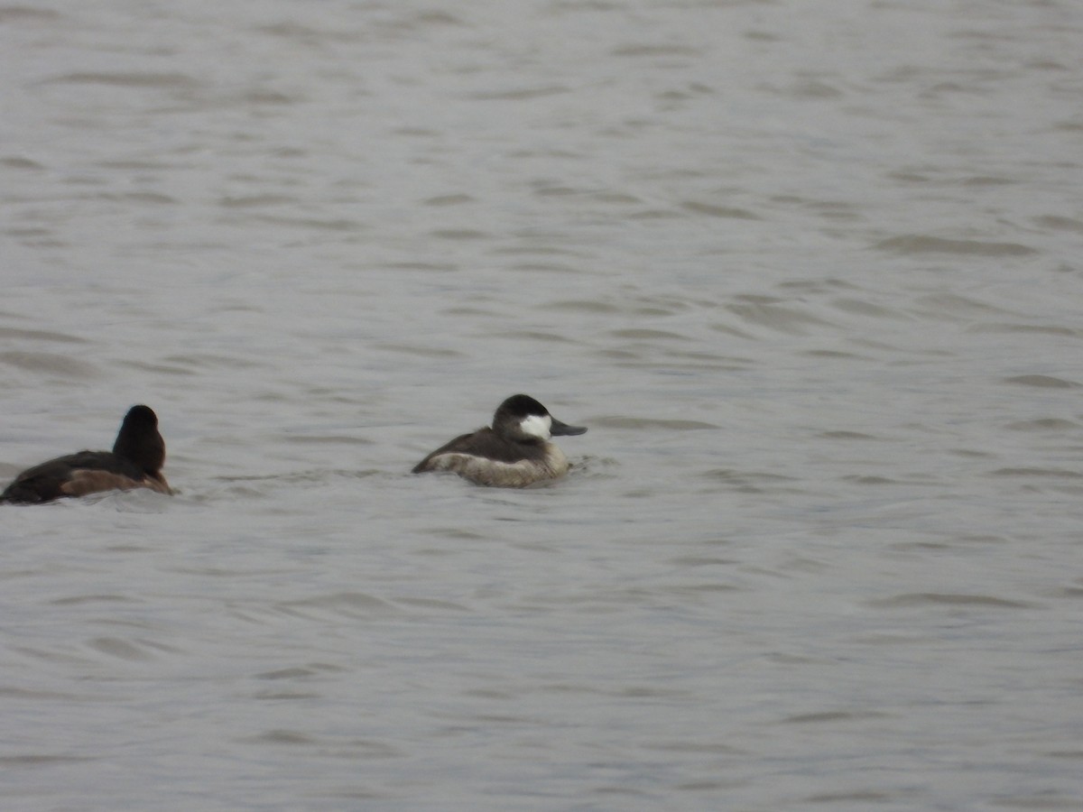 Gobbo della Giamaica - ML644491535