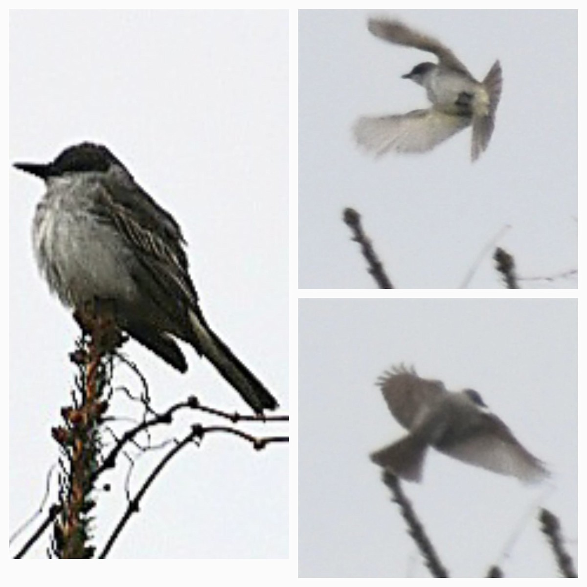 Gray Kingbird - ML644491545
