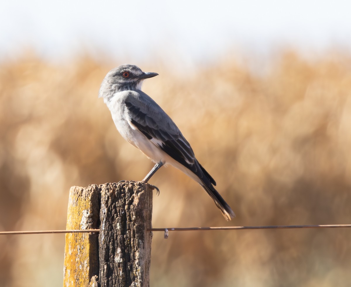 Gray Monjita - ML644491552