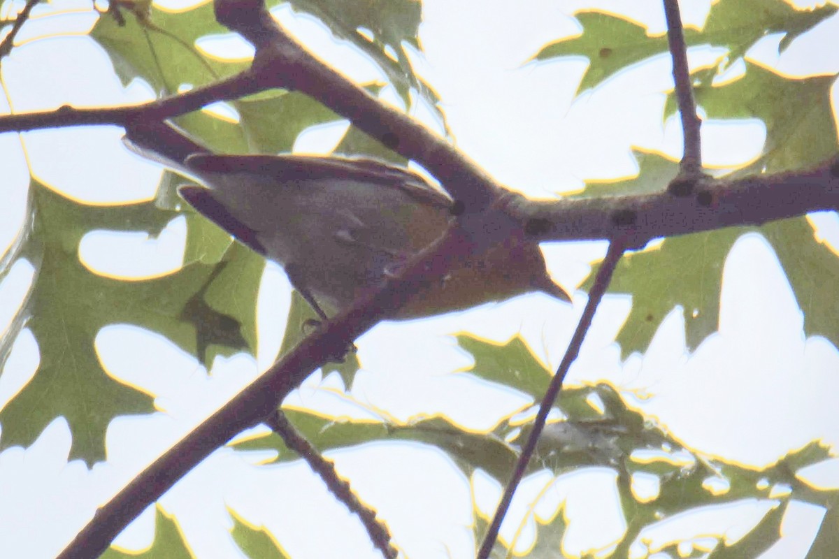 Yellow-throated Vireo - ML644491555