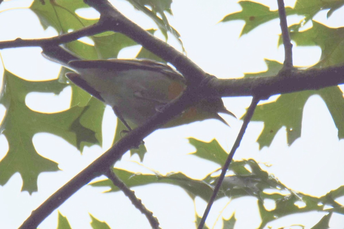 Yellow-throated Vireo - ML644491556