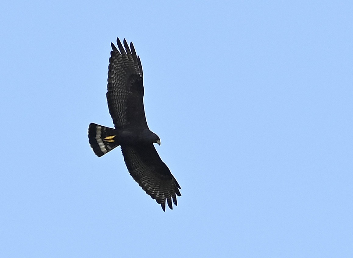 Buse à queue barrée - ML644491558