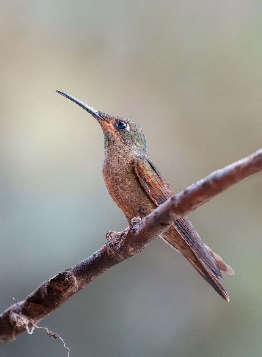 Füme Rengi Pırıltı - ML644491559