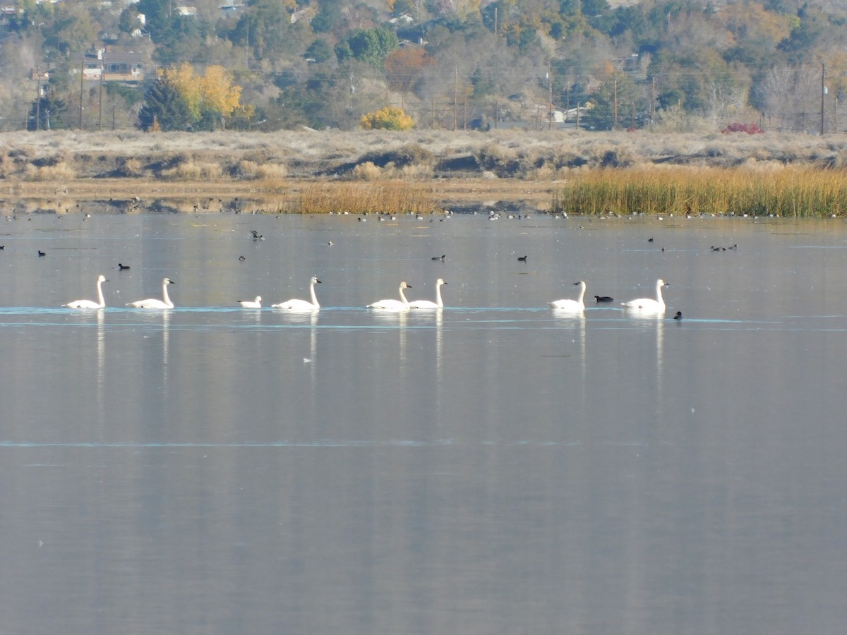 Beltxarga txistularia - ML644491560