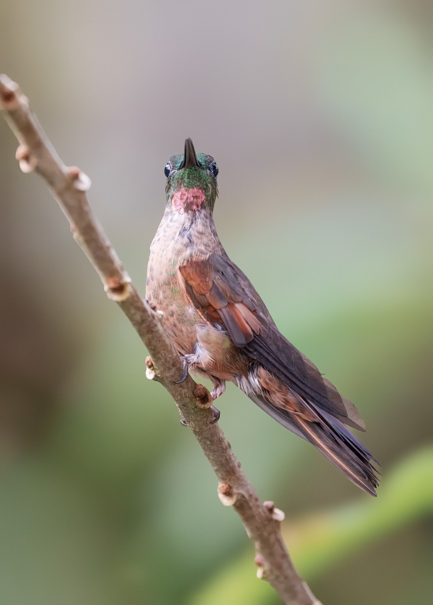 Füme Rengi Pırıltı - ML644491573