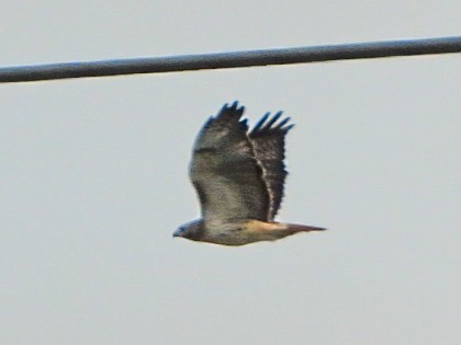 Red-tailed Hawk - ML644491575