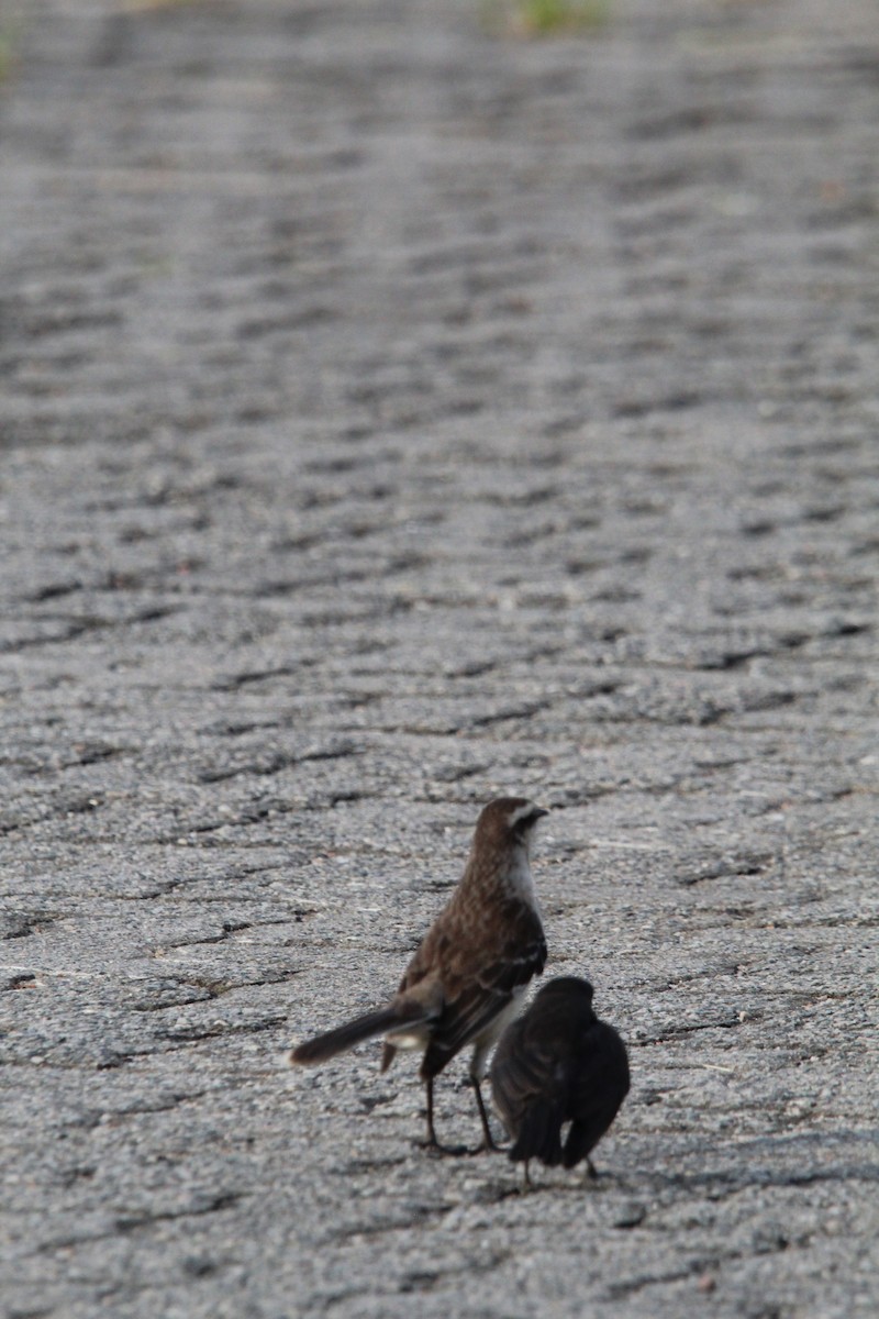 マミジロマネシツグミ - ML644491576