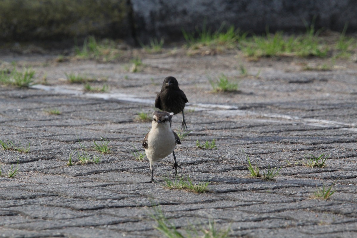 マミジロマネシツグミ - ML644491577