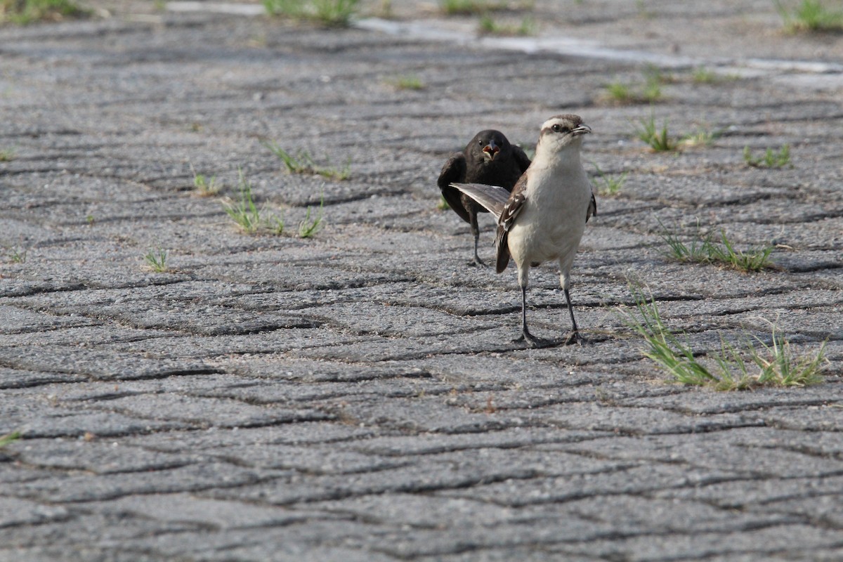 マミジロマネシツグミ - ML644491578